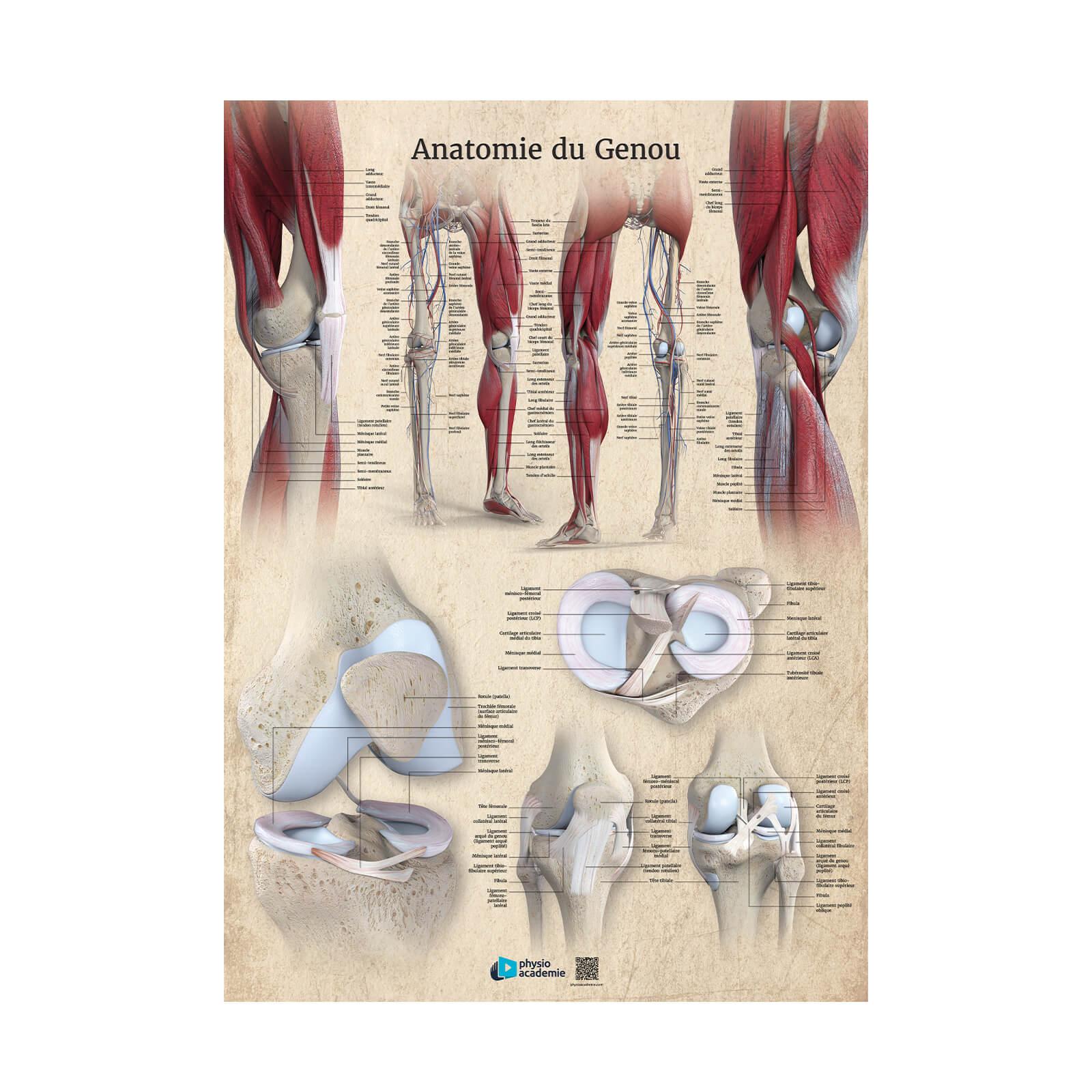 Anatomie du genou - Planche PVC 50 x 70 cm - Beige