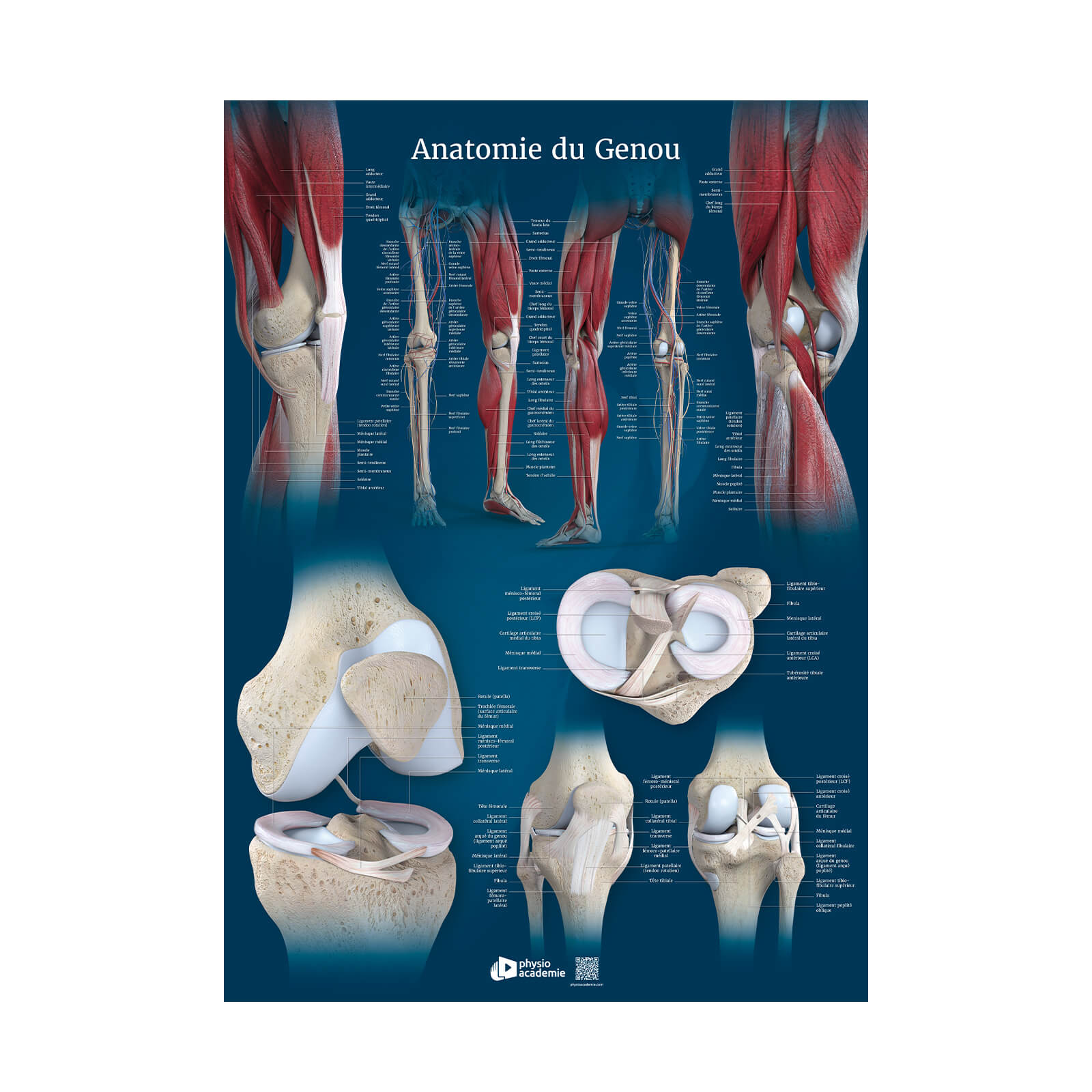 Anatomie du genou - Planche PVC 50 x 70 cm - Bleu