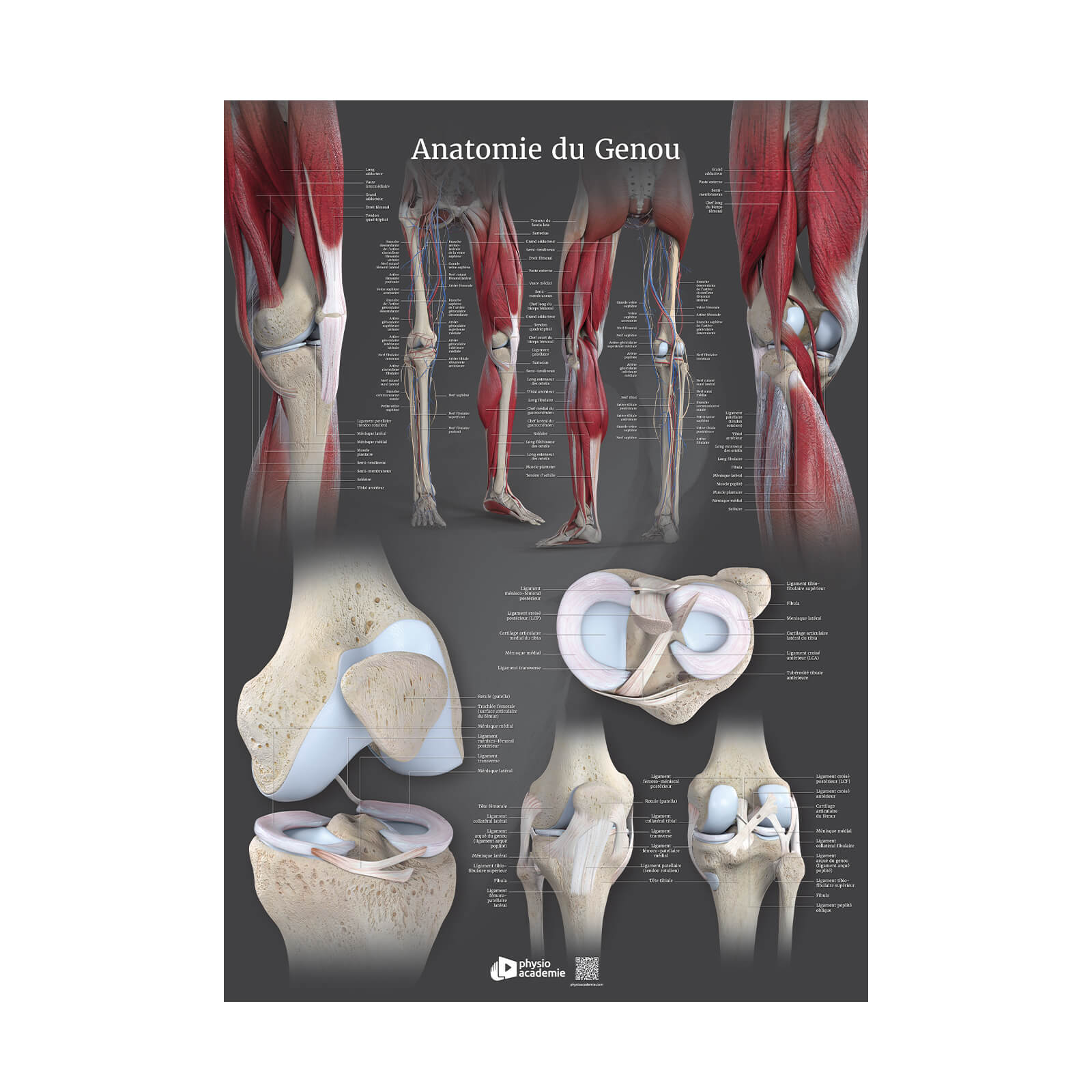 Anatomie du genou - Planche PVC 50 x 70 cm - Gris anthracite