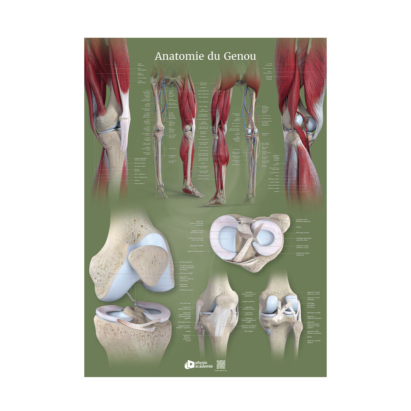 Anatomie du genou - Planche PVC 50 x 70 cm - Vert
