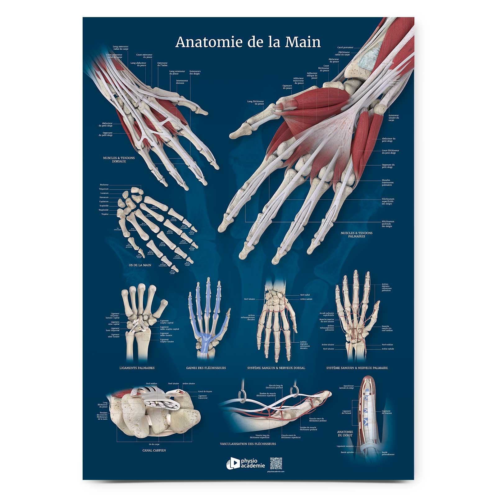 Anatomie de la main - Planche PVC 5 mm 50x70 cm - Bleu