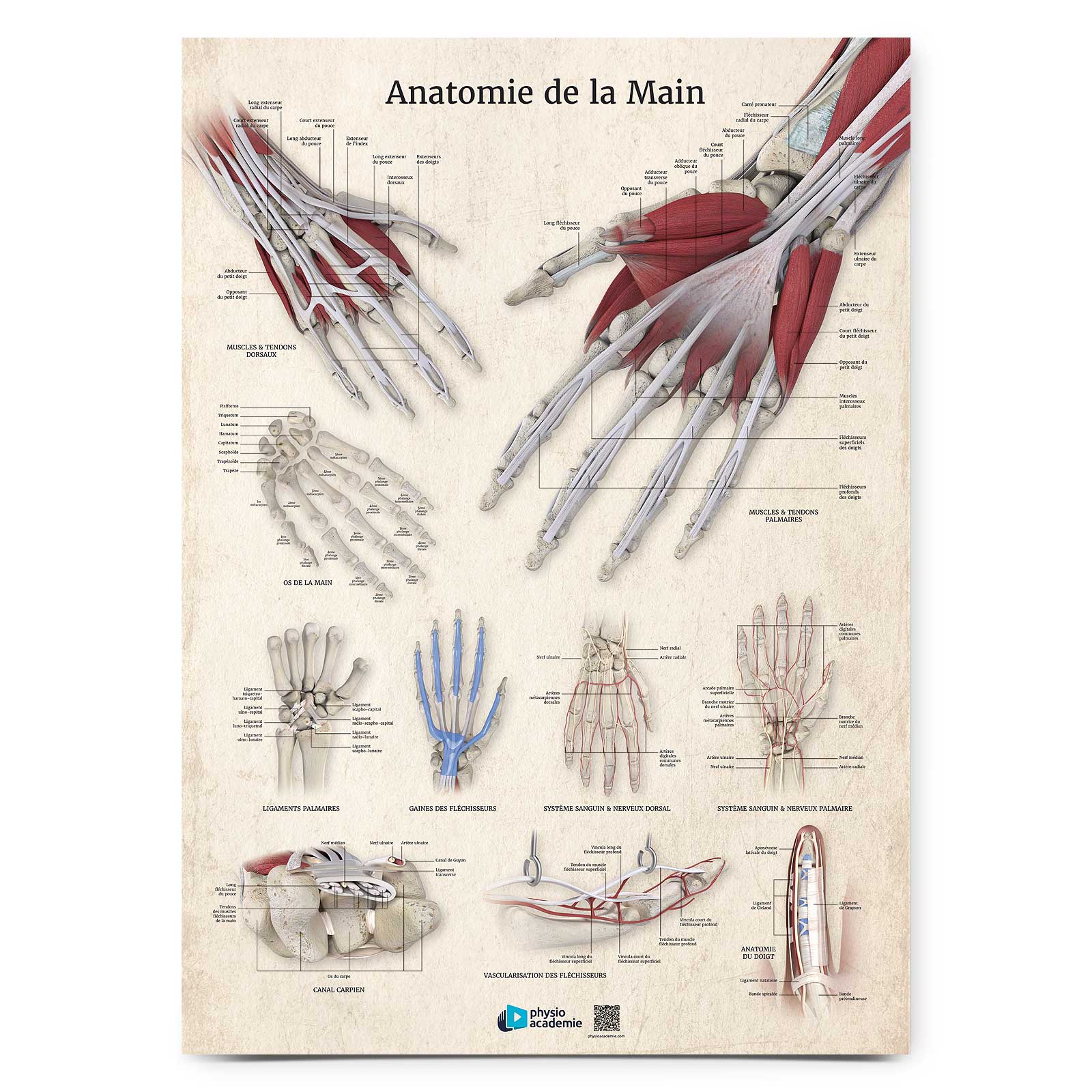 Anatomie de la main - Planche PVC 5 mm 50x70 cm - Beige