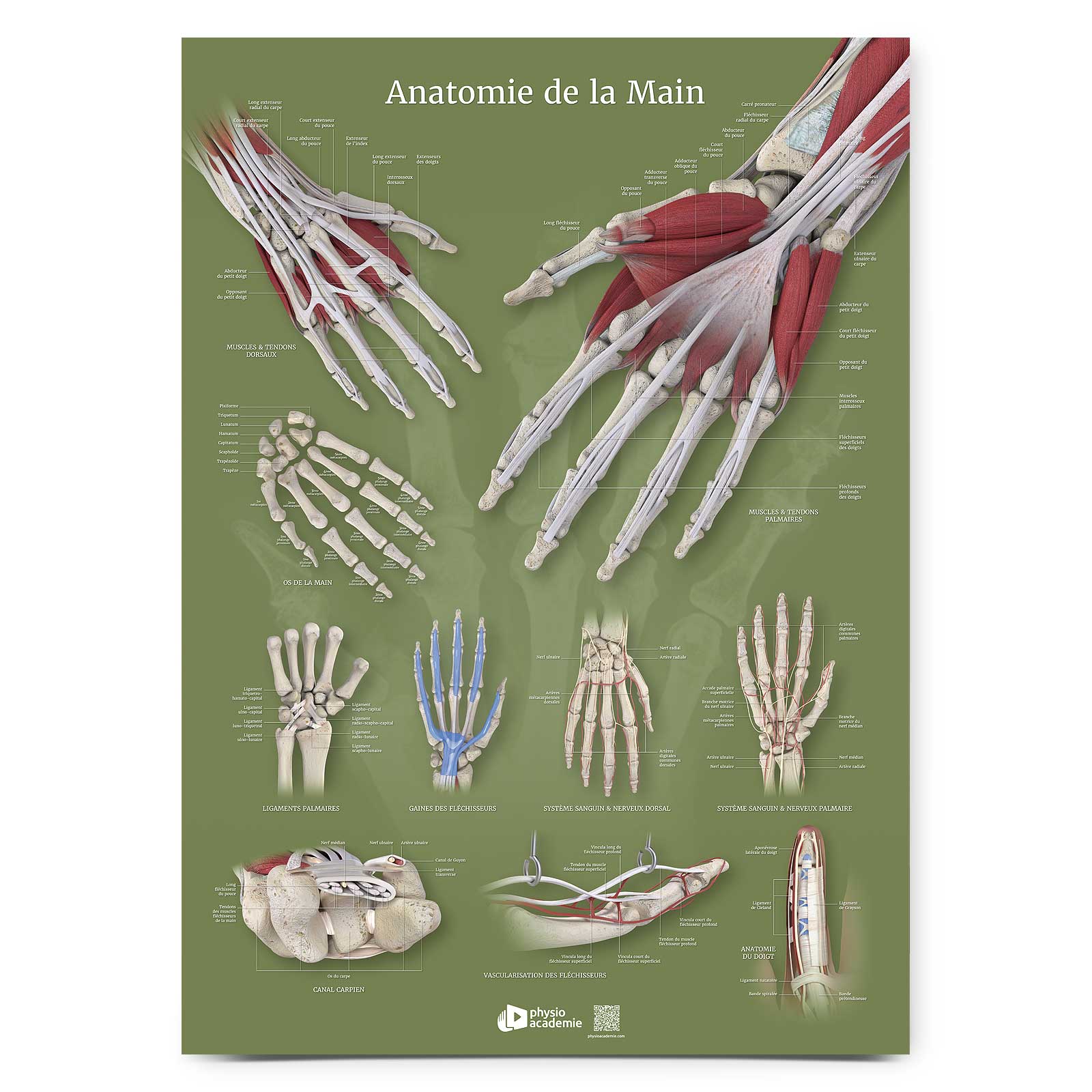 Anatomie de la main - Planche PVC 5 mm 50x70 cm - Vert
