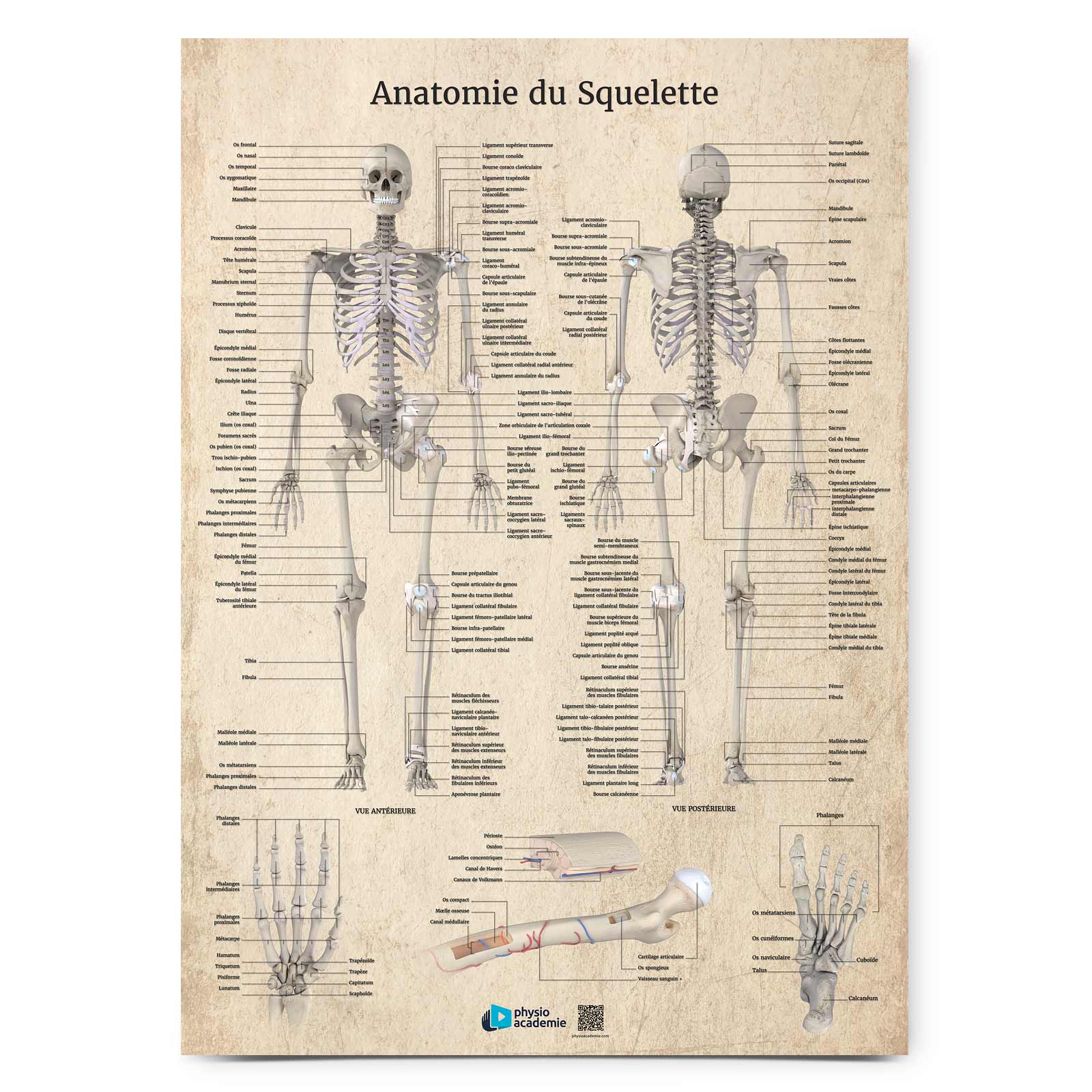 Anatomie du Squelette - Planche PVC 5 mm 50x70 cm - Beige