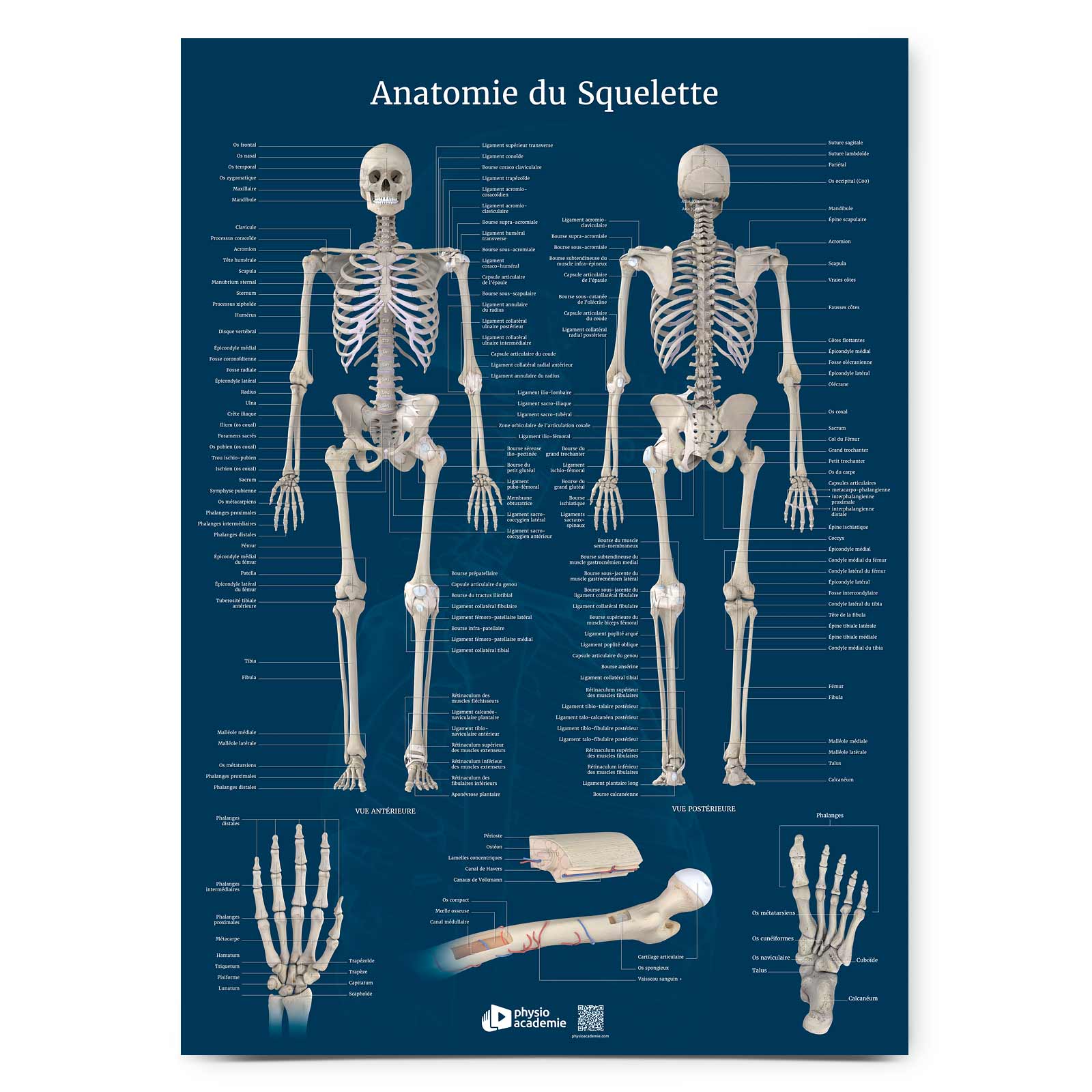 Anatomie du Squelette - Planche PVC 5 mm 50x70 cm - Bleu