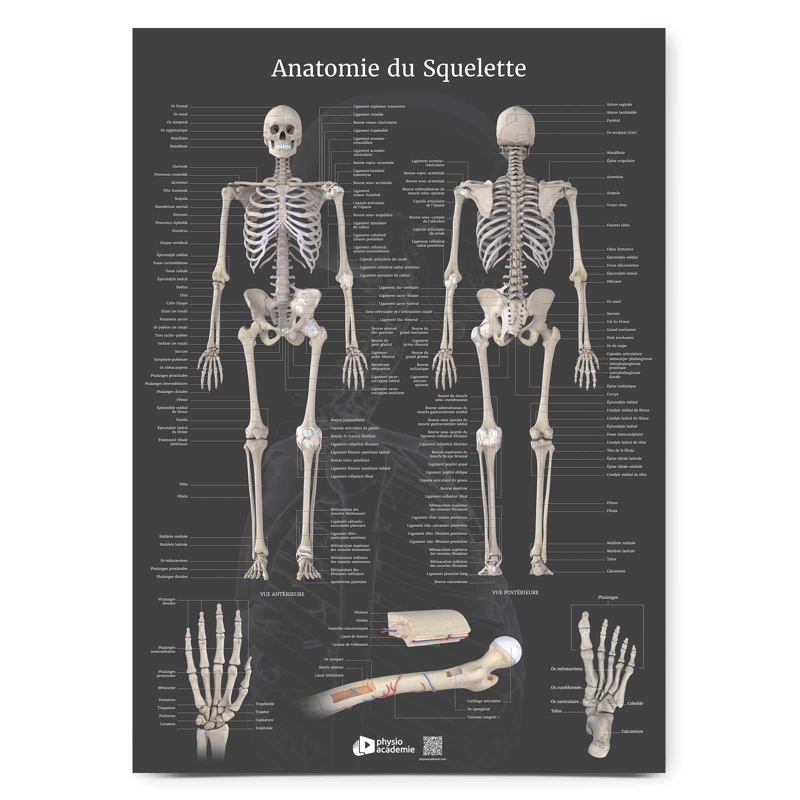 Anatomie du Squelette - Planche PVC 5 mm 50x70 cm - Gris anthracite