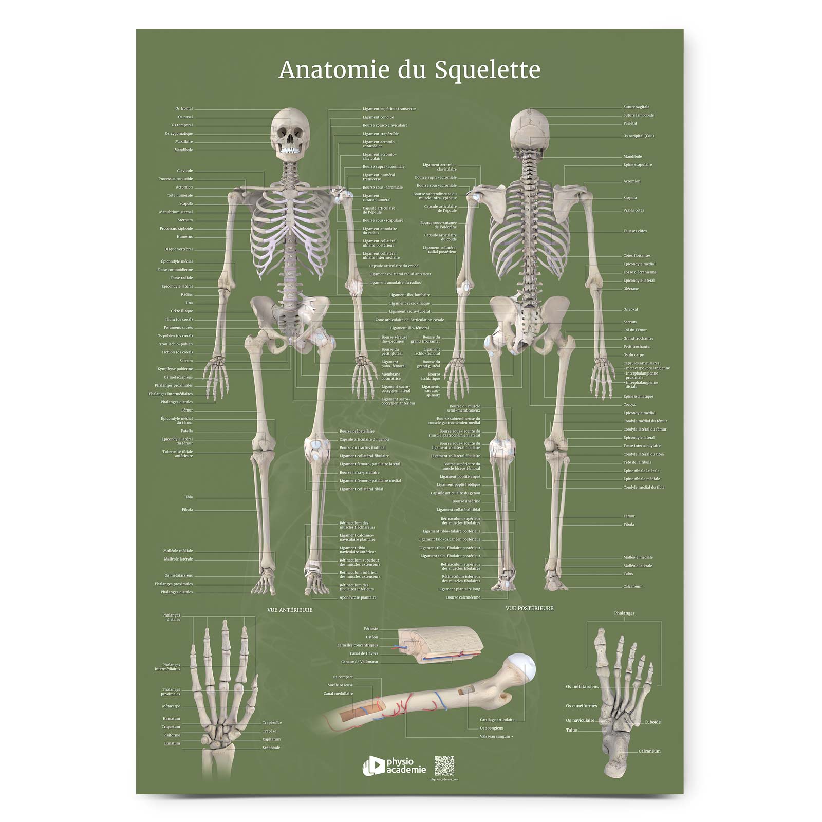Anatomie du Squelette - Planche PVC 5 mm 50x70 cm - Vert
