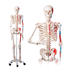 Squelette corps humain classique de taille réelle - Mediprem