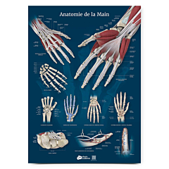 Planche Anatomie de la main