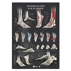 Planche anatomique Anatomie du Pied et de la Cheville