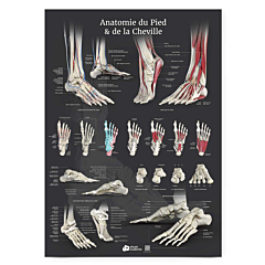 Planche plexiglass  Anatomie du pied et de la cheville
