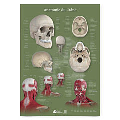 Poster Planche anatomique Anatomie du Crâne