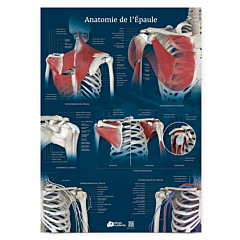 Planche anatomique Anatomie de l'Épaule