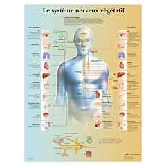 Planche anatomique Le système nerveux végétatif