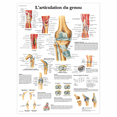 Planche anatomique L'articulation du genou