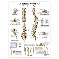 Planche anatomique \"La colonne vertébrale\"