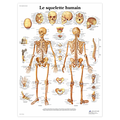Planche anatomique Le squelette humain
