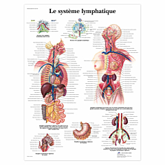 Planche anatomique \"Le système lymphatique\"
