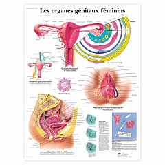 Planche anatomique \"Les organes génitaux féminins\"