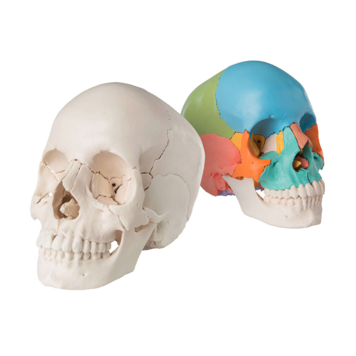 Crâne Humain Articulé - Crâne Démontable - crâne Beauchene - crâne  désarticulé didactique anatomique - crâne en plastique