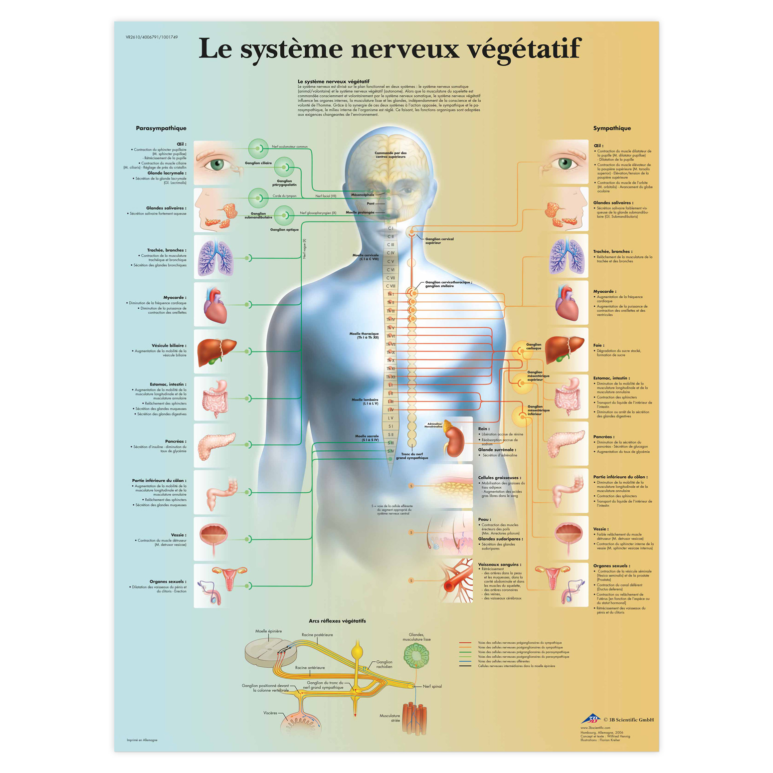 Planche anatomique Le système nerveux végétatif