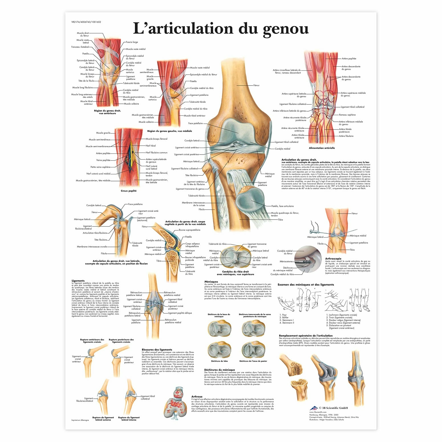 Planche anatomique L'articulation du genou