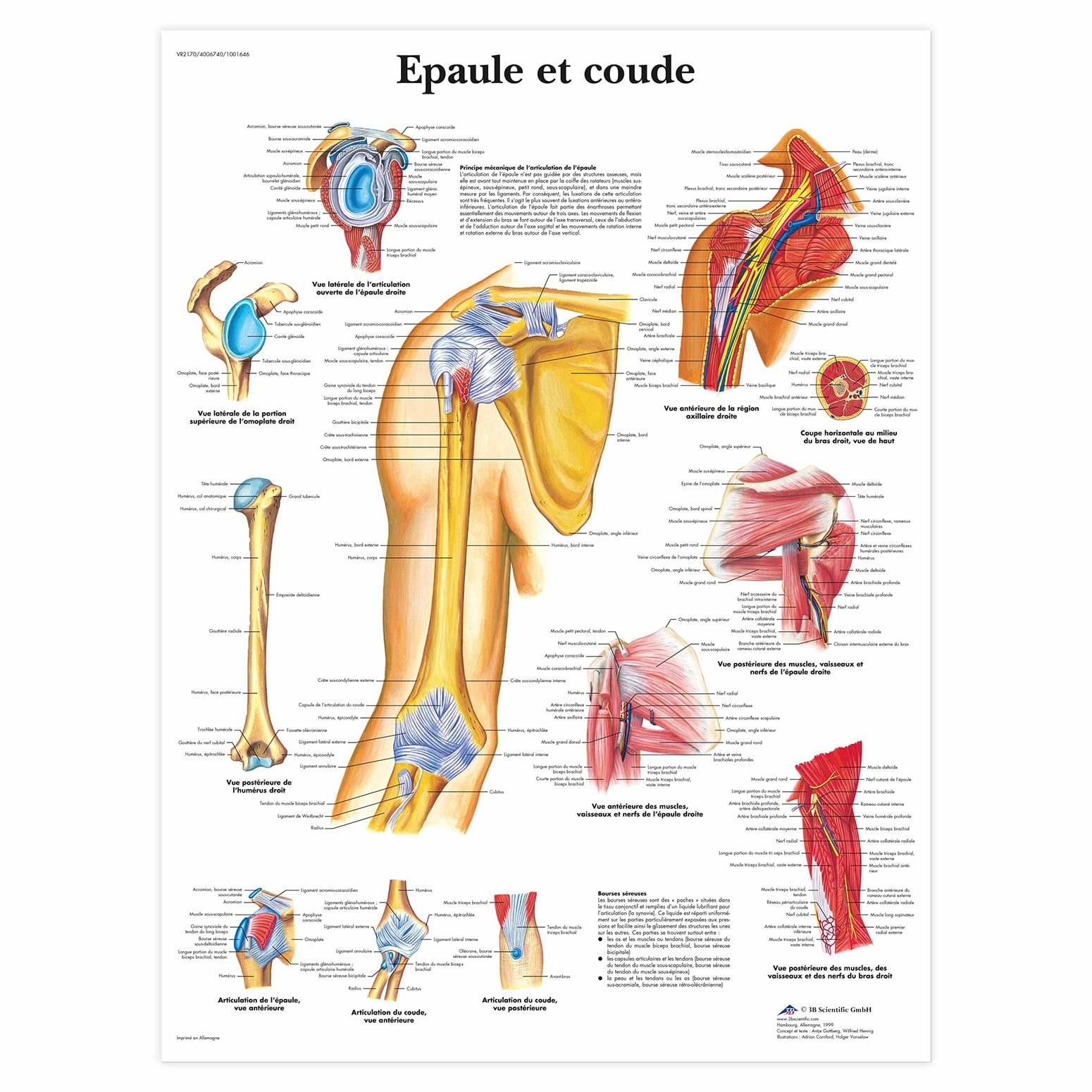 Planche anatomique Épaule et coude