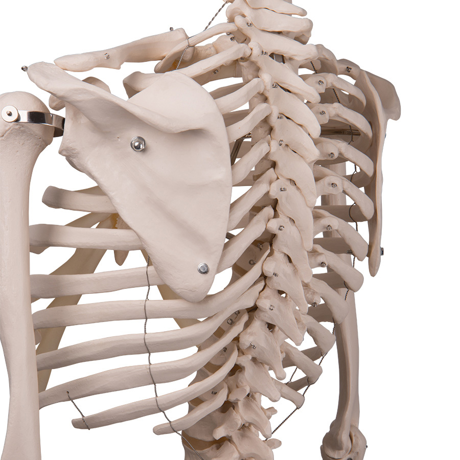66fit Modèle anatomique squelette humain Taille réelle 170 cm : :  Commerce, Industrie et Science