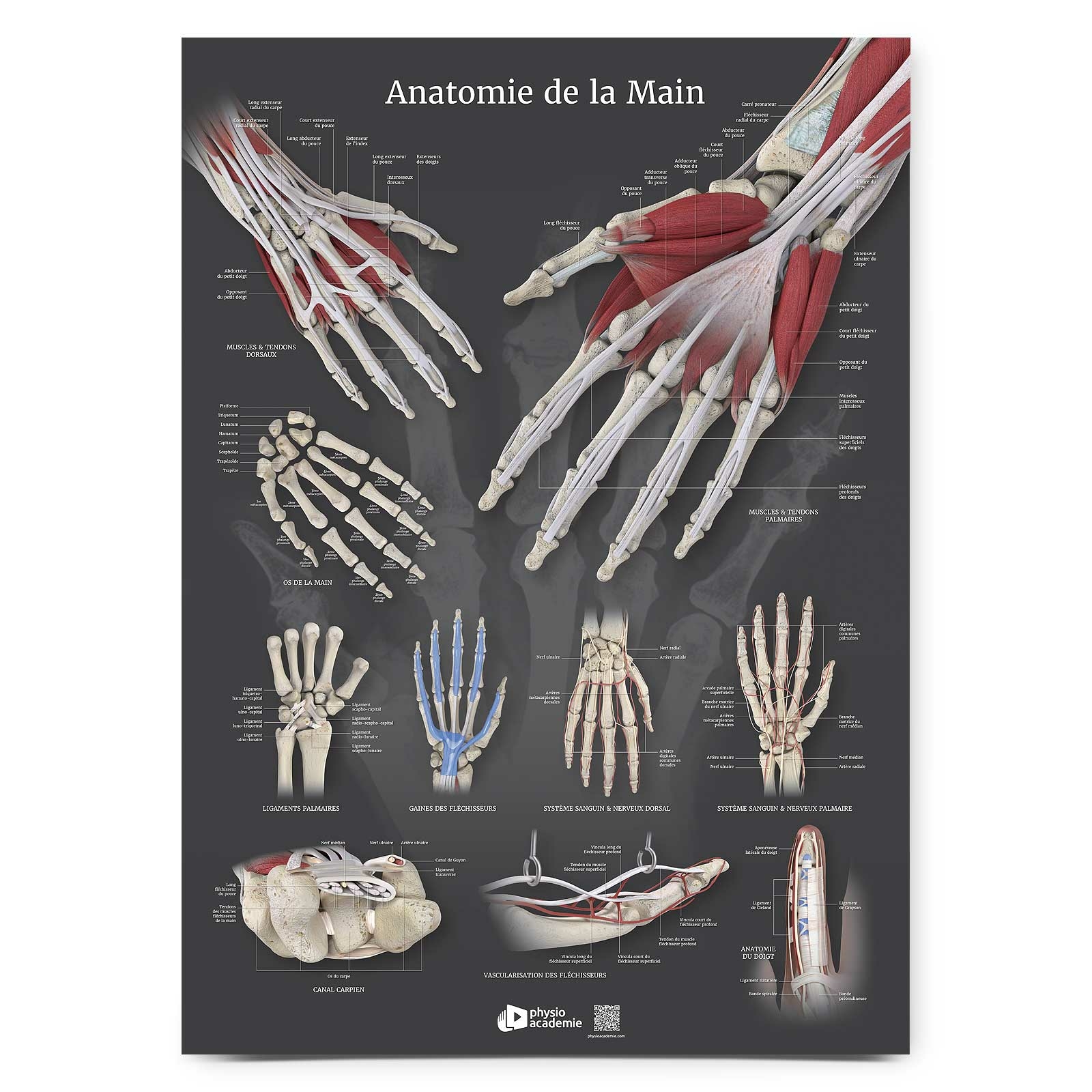 Planche plexiglass Anatomie de la main