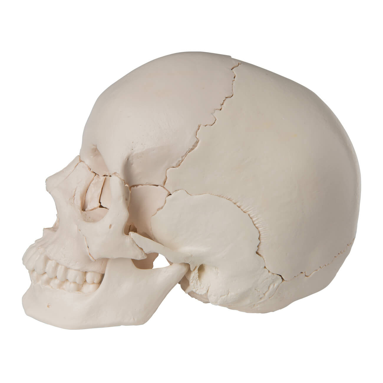 Варианты формы черепа. Форма черепа. Формы черепа человека. Форма черепной коробки.