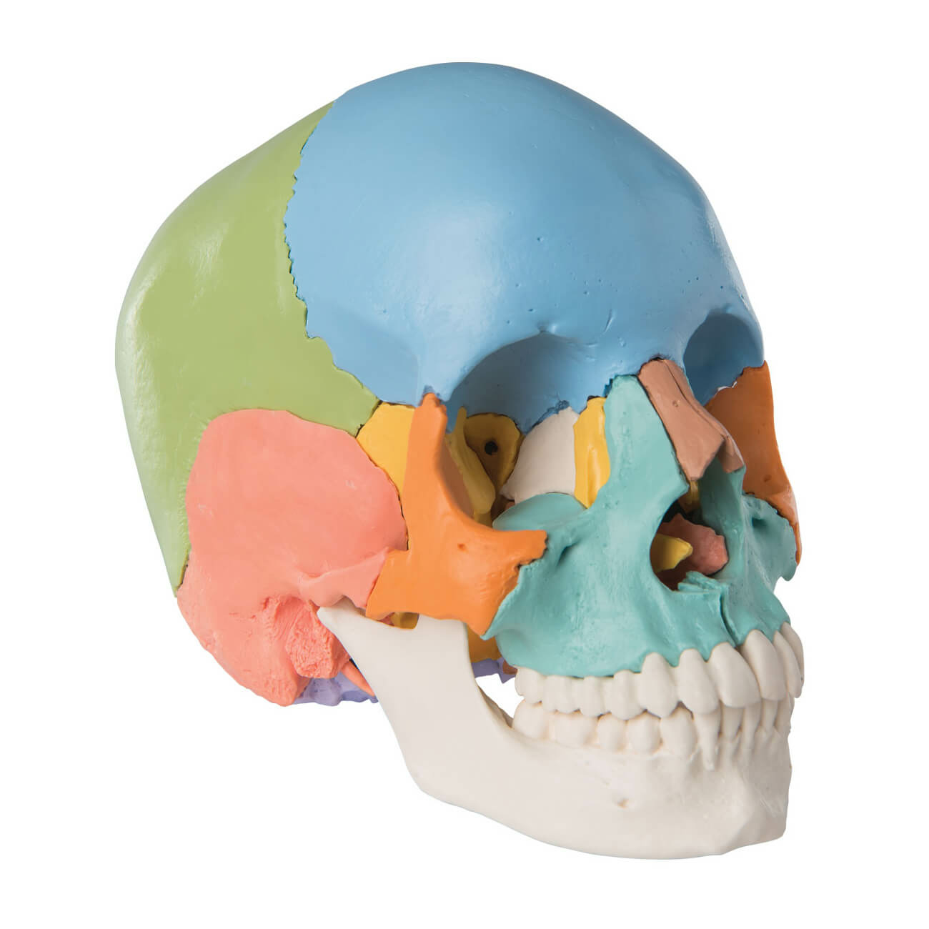 Crâne humain classic 3 parties 3B Scientific - Matériel didactique