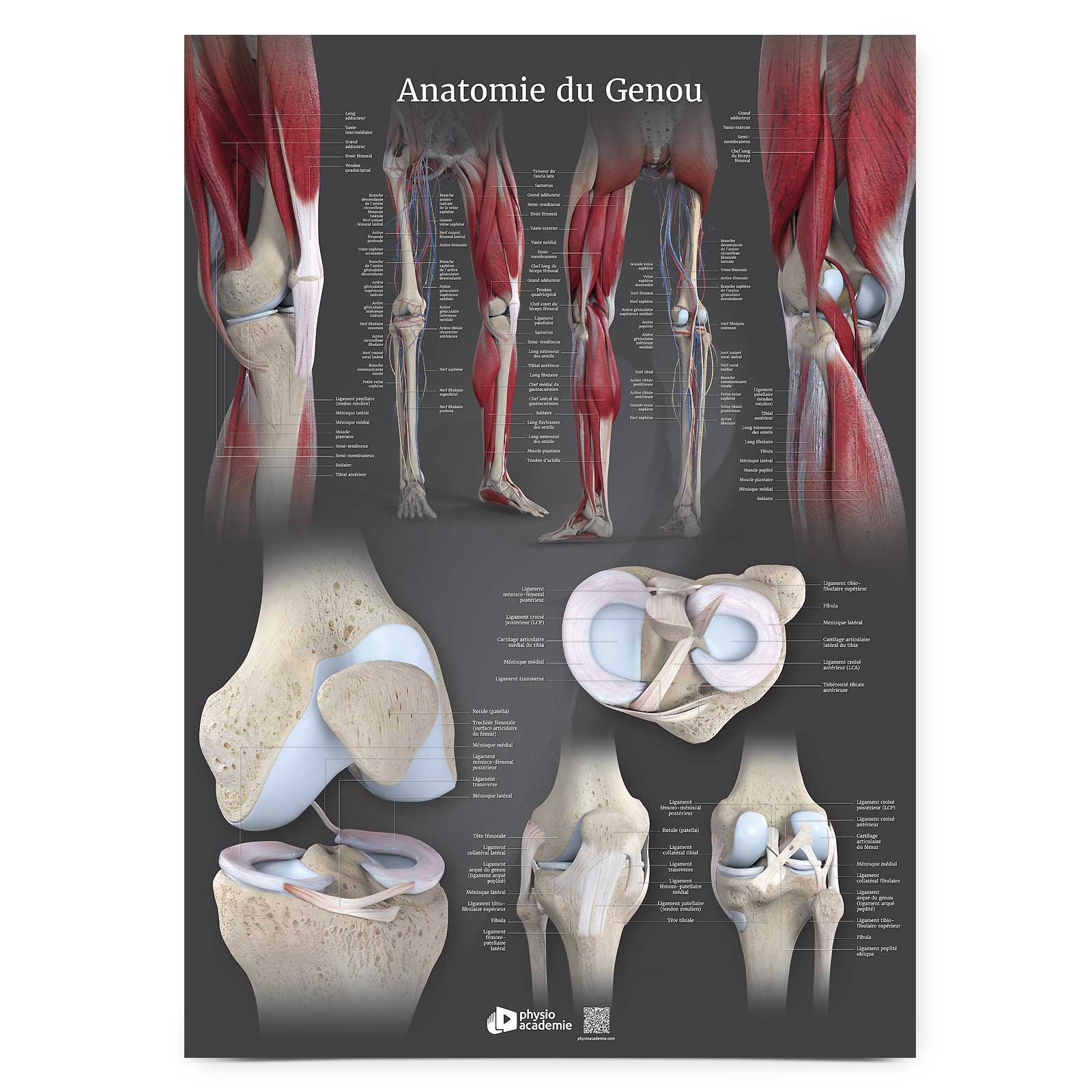Poster Planche anatomique Anatomie du Genou