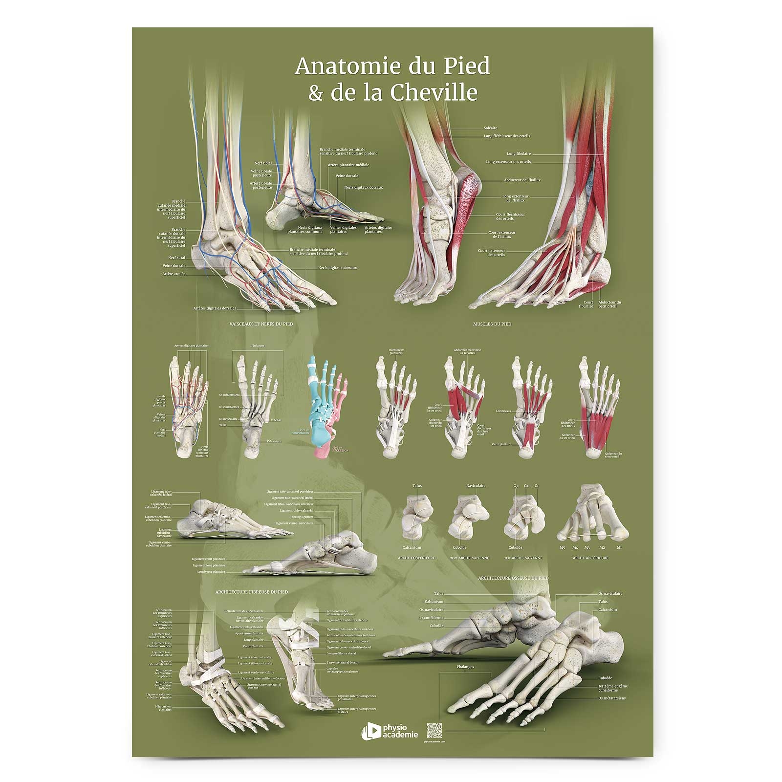 Poster Planche anatomique Anatomie du pied et de la cheville