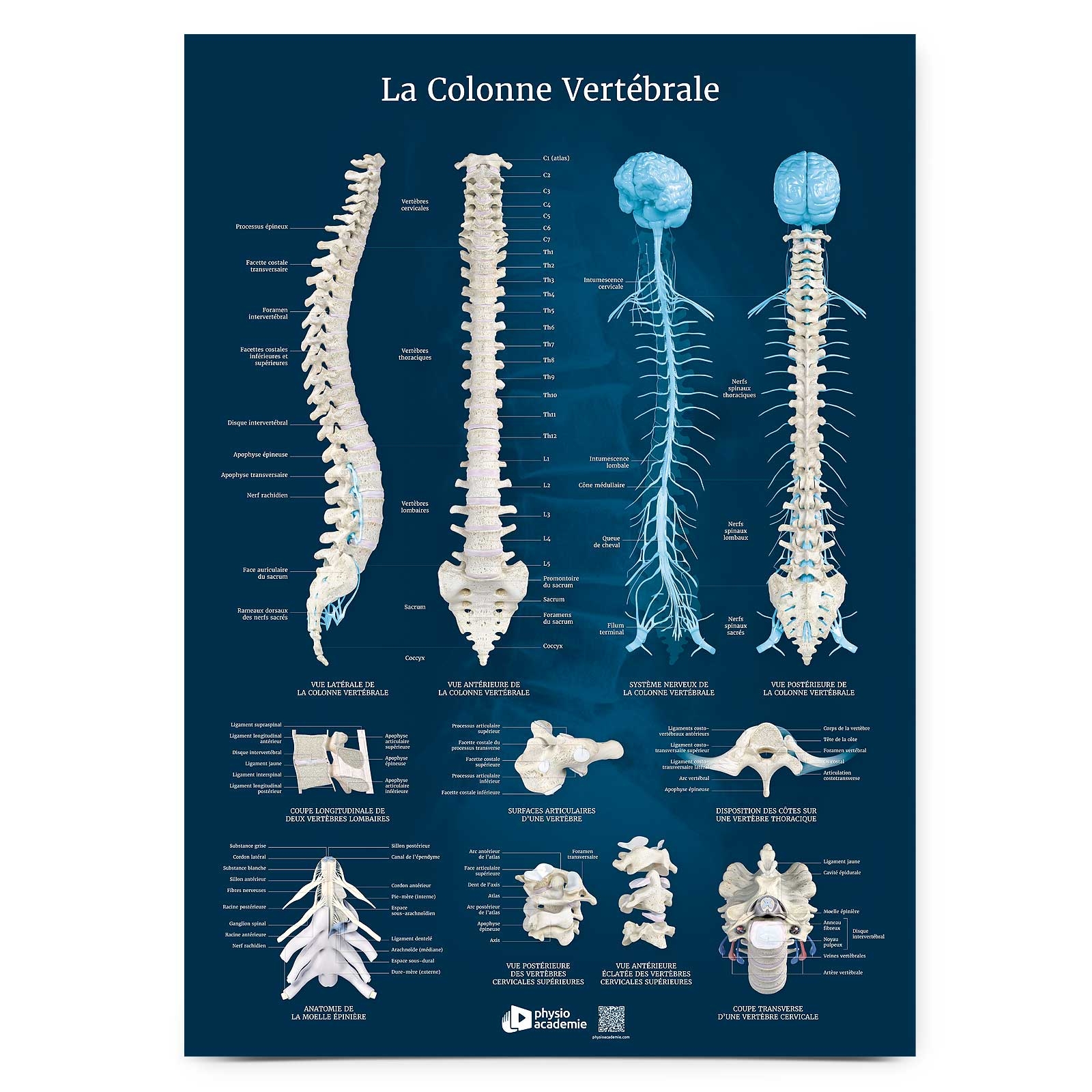 Poster Planche anatomique La Colonne Vertébrale