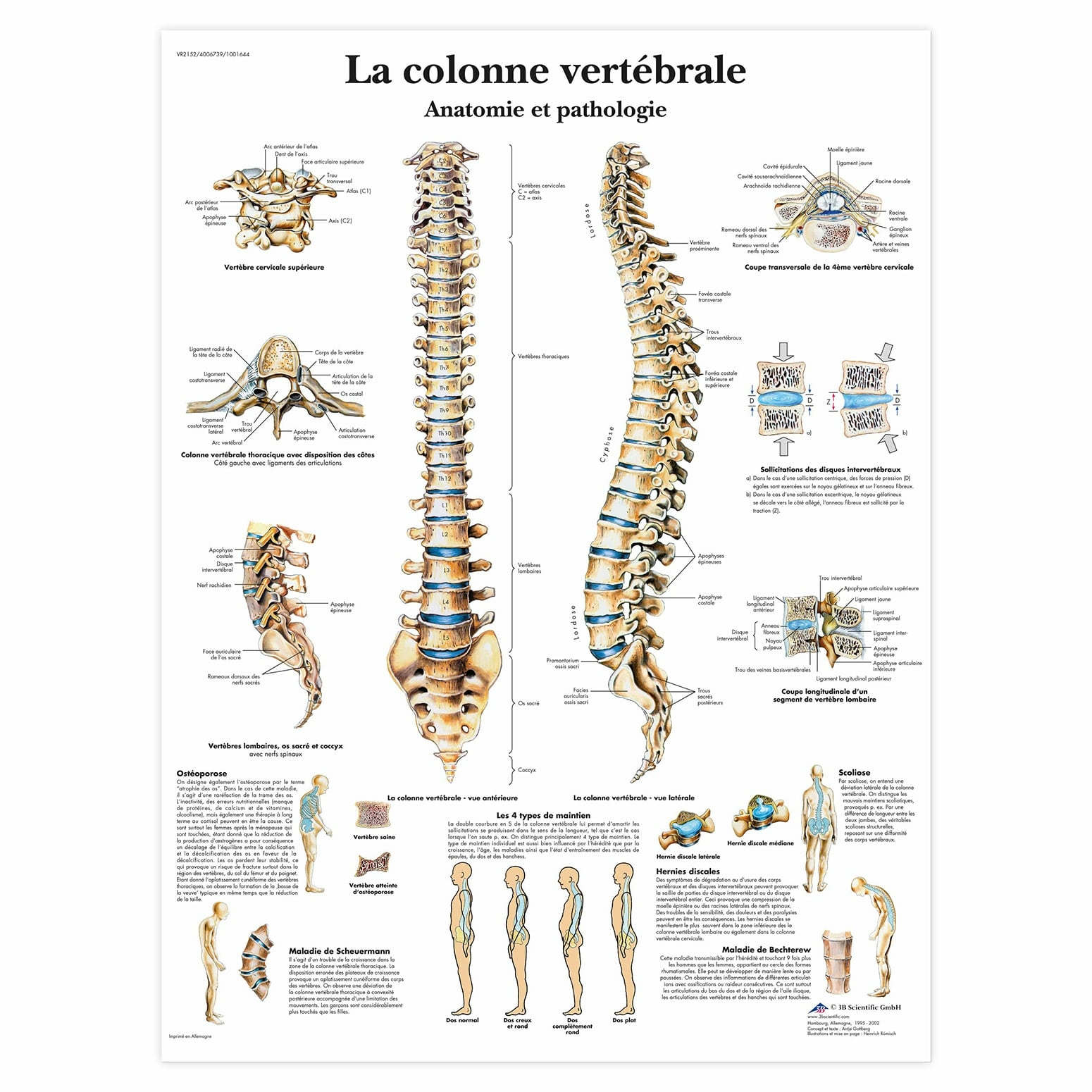 Planche anatomique La colonne vertébrale