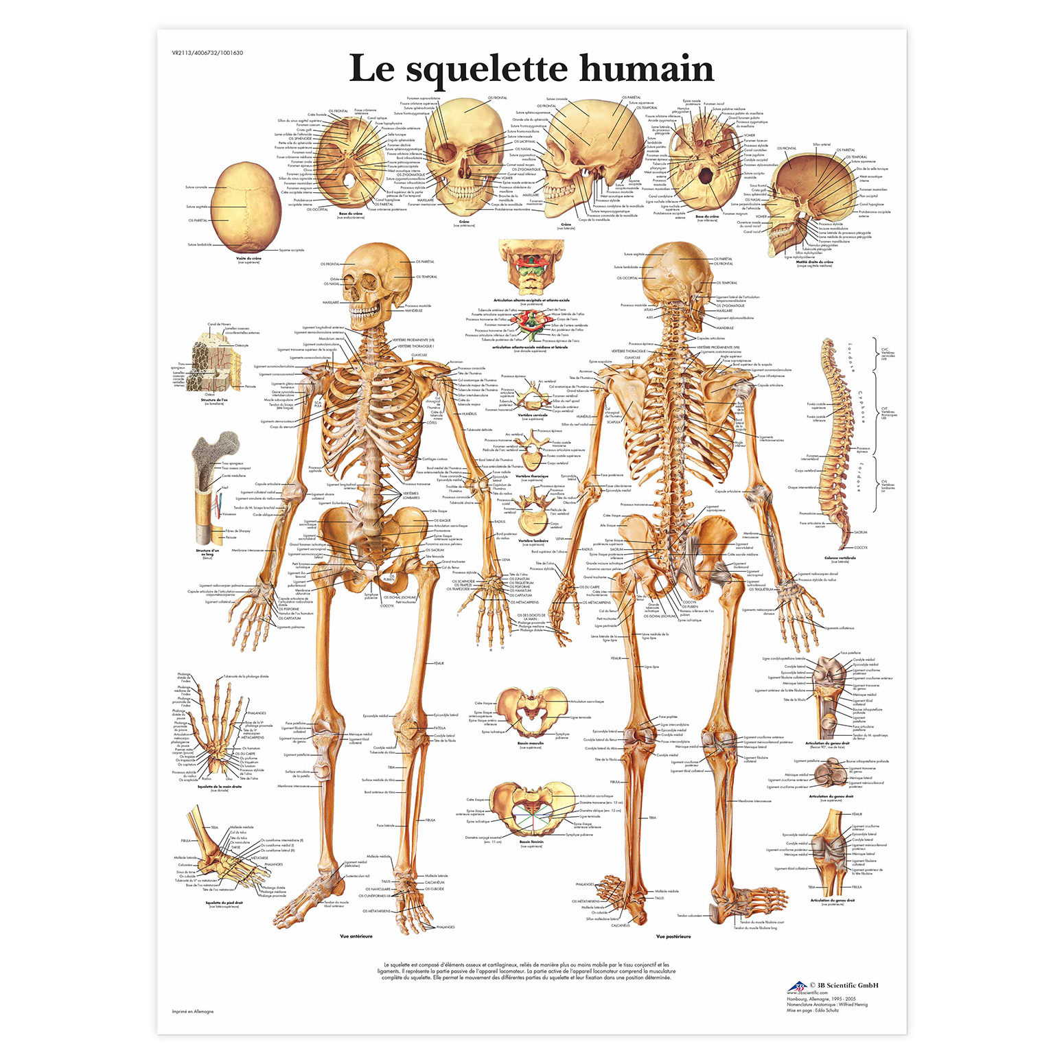 Planche anatomique Le squelette humain