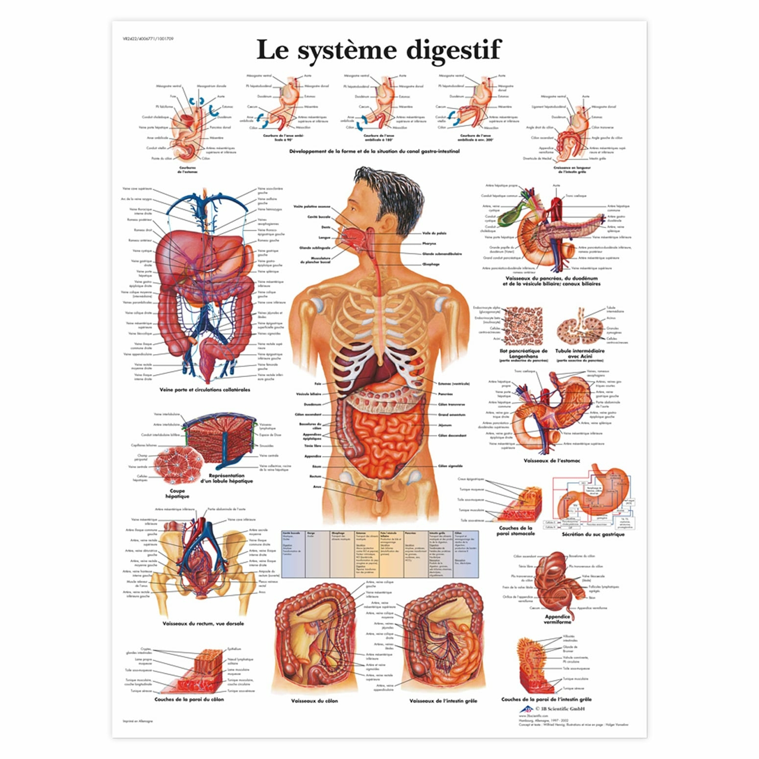 Planche anatomique Le système digestif