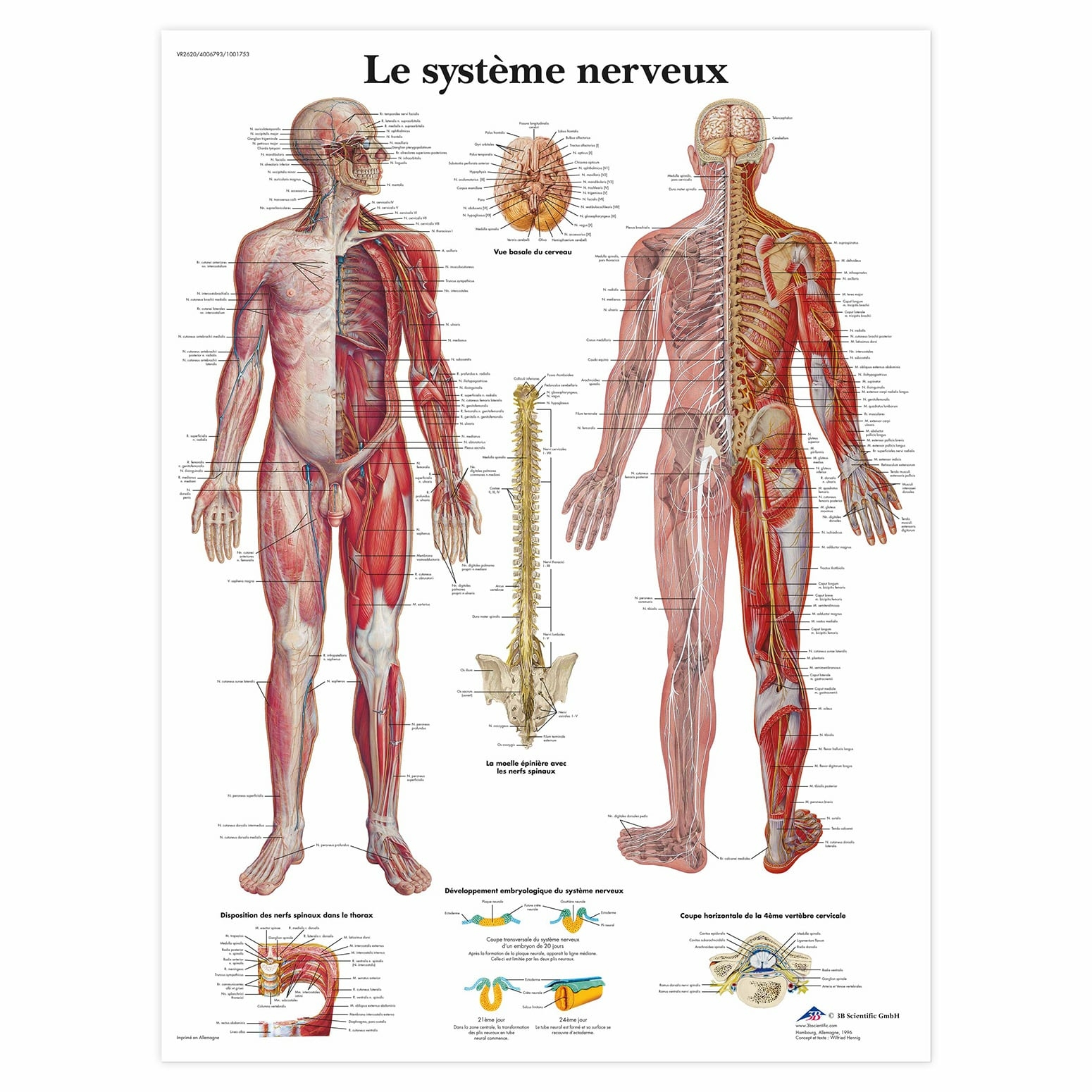 Planche anatomique Le système nerveux