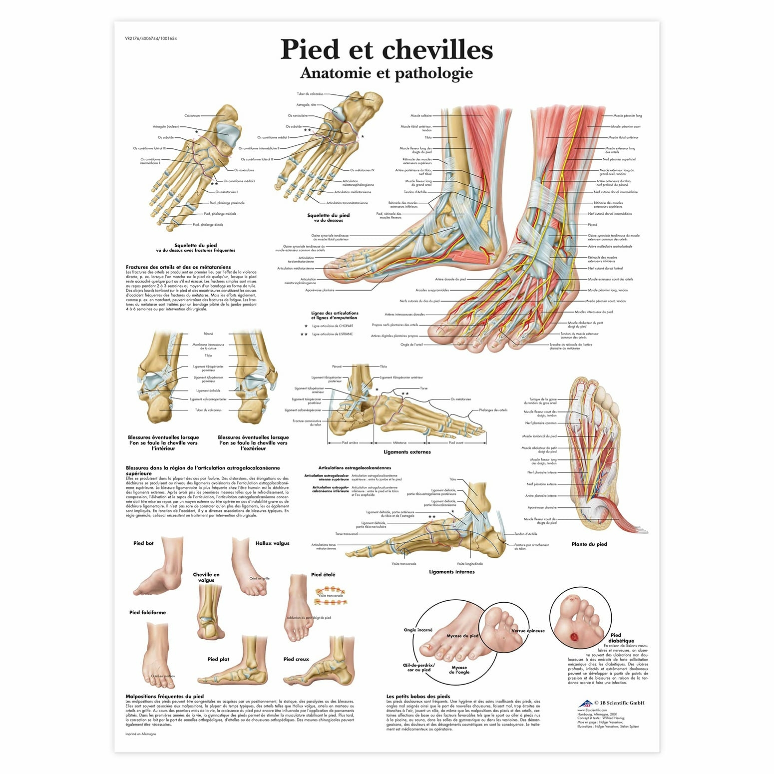 Planche anatomique Pieds et chevilles