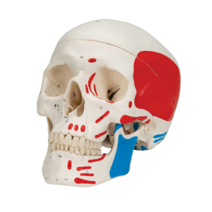 Crâne classique peint en 3 parties