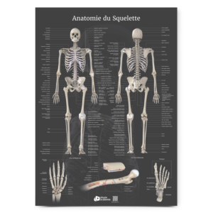 Poster Planche anatomique Anatomie du Squelette