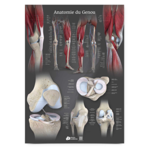 Poster Planche anatomique Anatomie du Genou