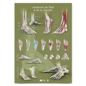 Poster Planche anatomique Anatomie du pied et de la cheville