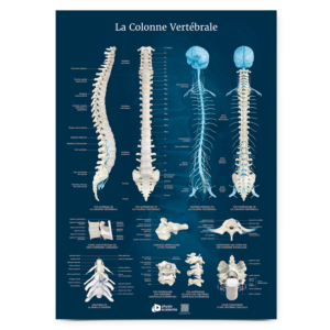 Planche anatomique La Colonne Vertébrale