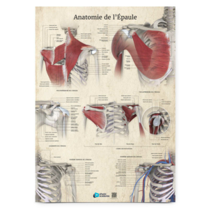 Atlas anatomie équine : corps du cheval détaillé Atlas anatomie équine : corps du cheval détaillé