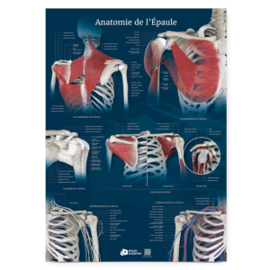Poster Planche anatomique Anatomie de l'Épaule