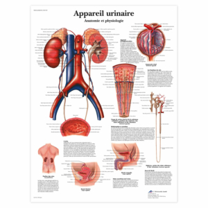 Planche anatomique \"Appareil urinaire\"