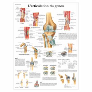 Planche anatomique \"L'articulation du genou\"