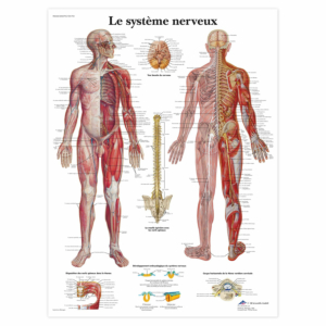Planche anatomique \"Le système nerveux\"