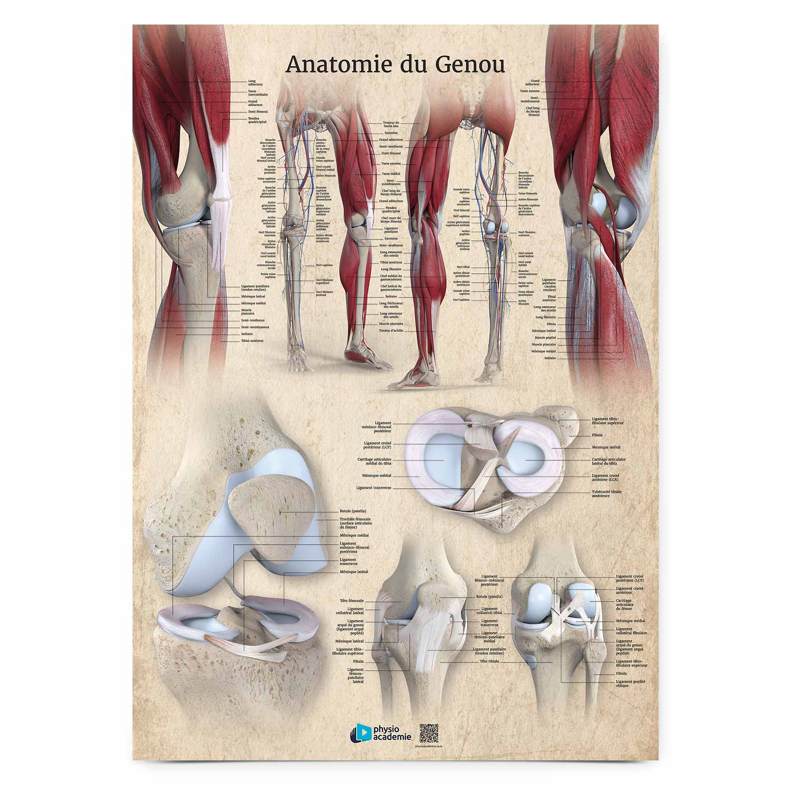 Anatomie du genou - Planche PVC 50 x 70 cm - Beige